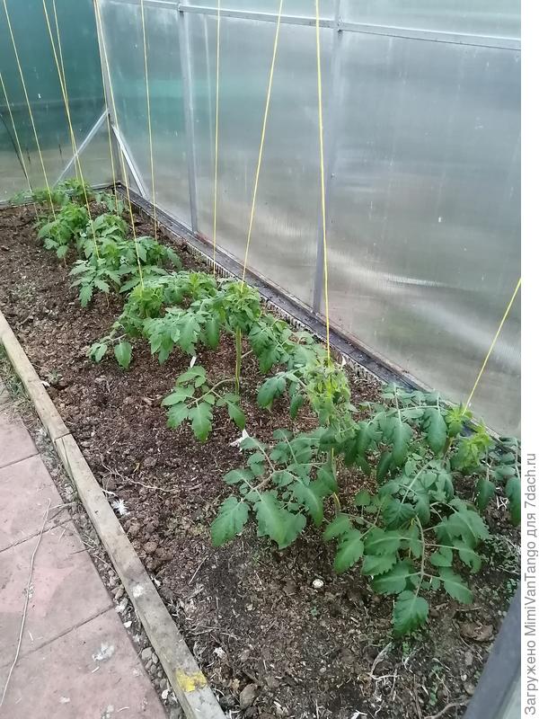 Моя рассада уже теплице.