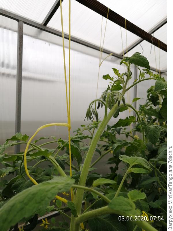 Шпагат перекидываю через перекладину и завязываю скользящий узел, такой узел позволяет натягивать или ослаблять подвязку по необходимости.