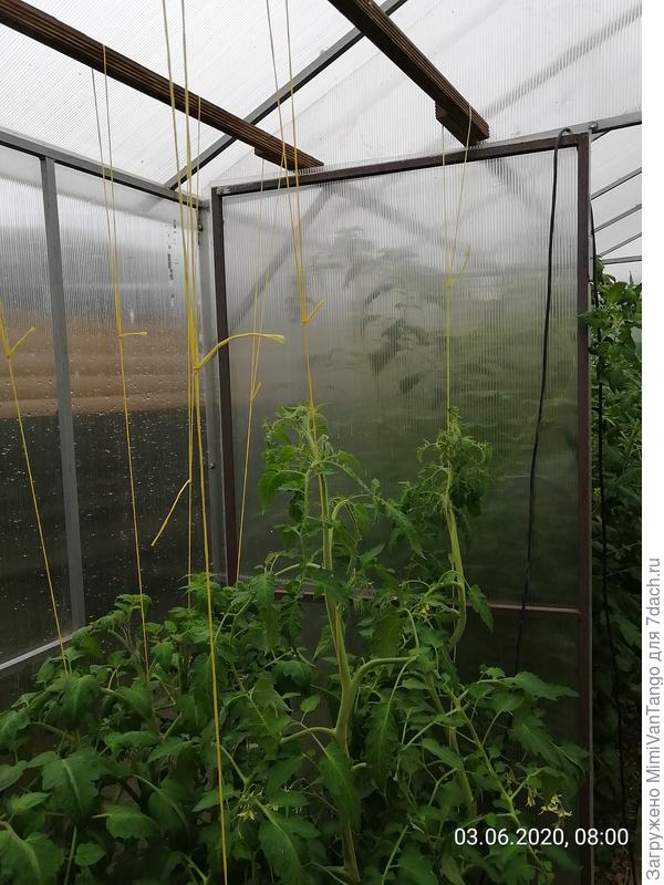 Шпагат натянут, а само растение обворачиваю вокруг него по мере роста. То есть, не шпагат обворачиваю вокруг стебля, а стебель закручиваю вокруг шпагата. Так на мой взгляд удобнее.