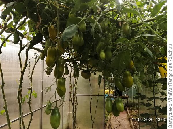 Пока часть урожая на кусте.