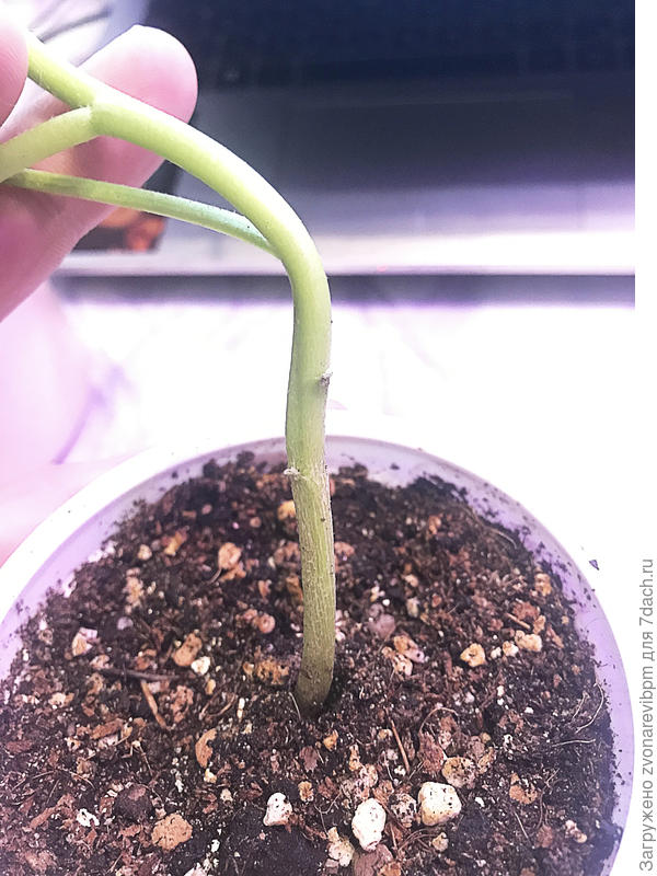 утоньшение стебля баклажан