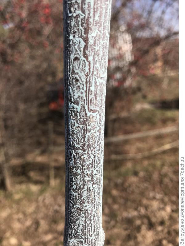 бордоская жидкость