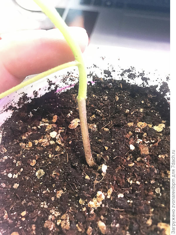 утоньшение стебля баклажан