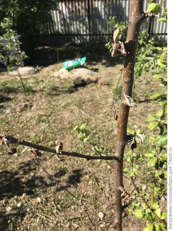 Яблоня болеет