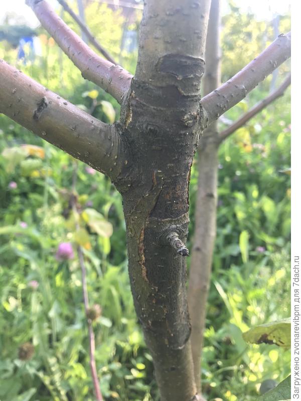 Яблоня болеет