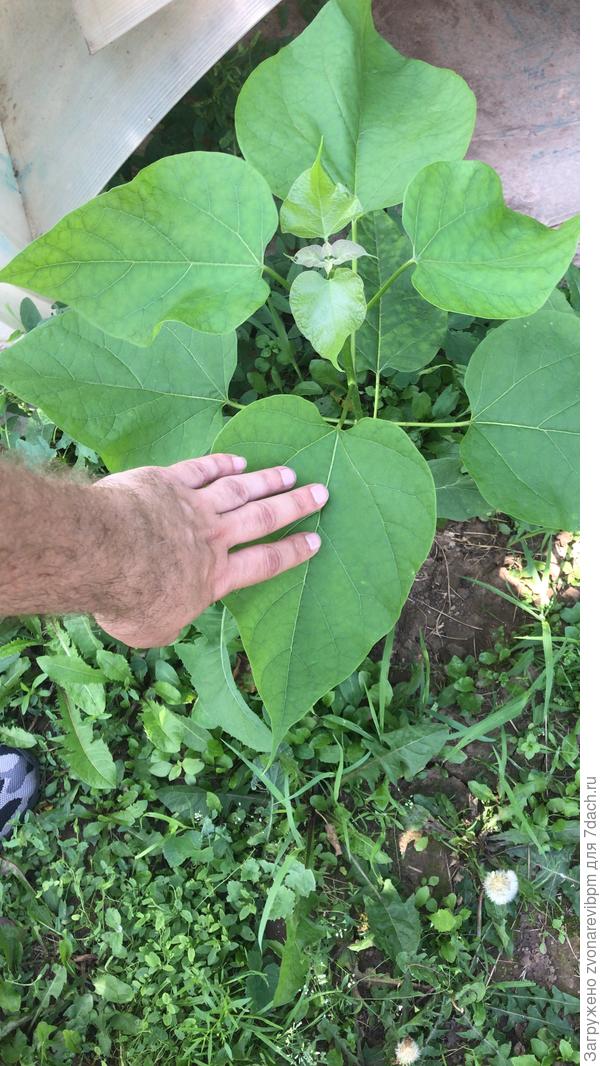 Катальпа из черенка