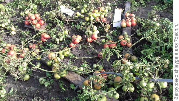 Кусты помидоров сортов "Малиновый король" и "Малиновый закат".