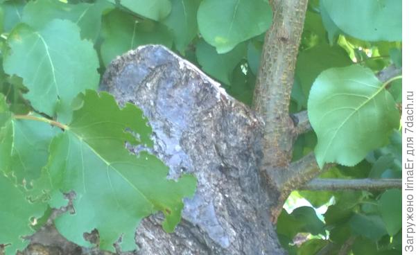 Новая ветка на спиле