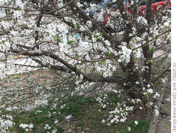 Цветет миндаль