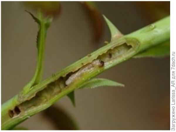 Розанный пилильщик