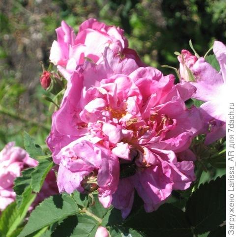 Роза - жертва бронзовки