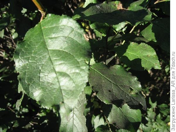 Грибок аспергиллюс (&amp;quot;сажистый&amp;quot;) на листьях сливы