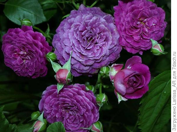 Флорибунда Ebb Tide