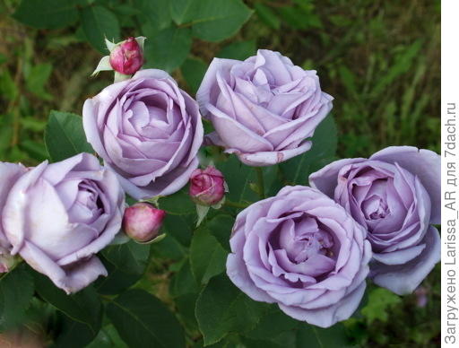 Плетистый Climber  Indigoletta