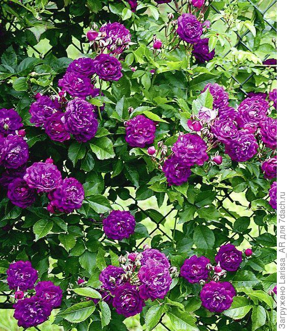 Плетистый рамблер Bleu Magenta