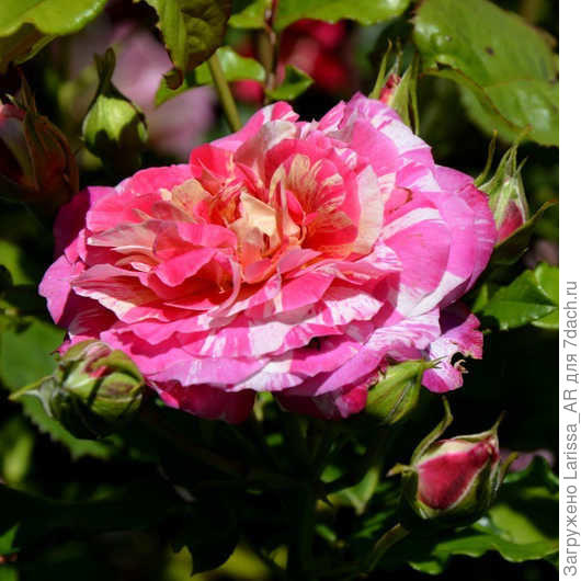 Роза Roudelet Felibren