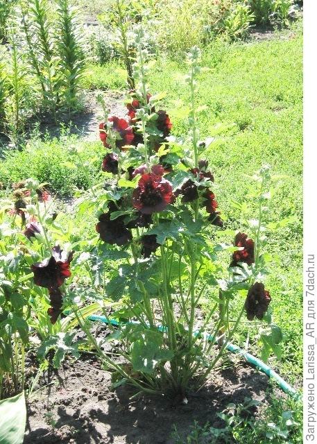 Мини-шток-роза "Мажоретте Браун-Ред"