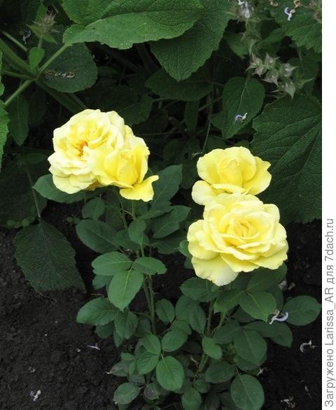 Первое цветение - саженец розы Голд Стар