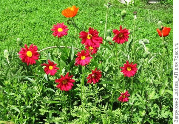 Пиретрум &amp;quot;Малиновый гигант&amp;quot;