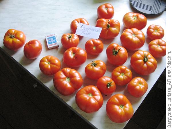 На фото не видны полоски, характерные для сорта &amp;quot;Амурский тигр&amp;quot;, но они были - желтоватые, не ярко выраженные))