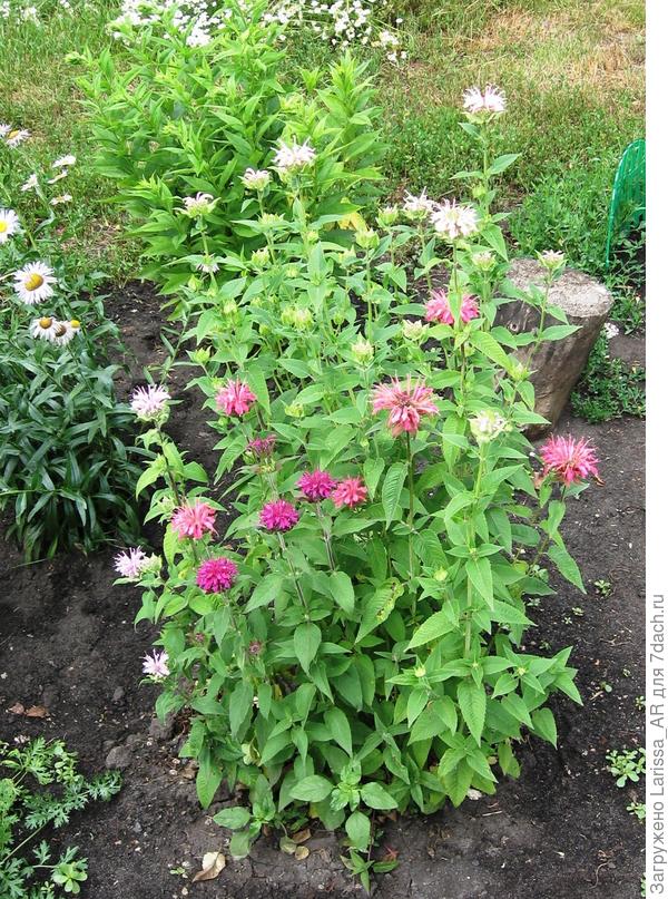 Монарда многолетняя &amp;quot;Панорама&amp;quot;