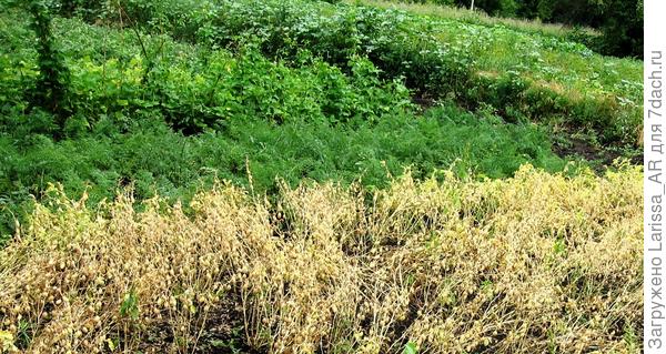 Нут созрел полностью и готов к уборке урожая