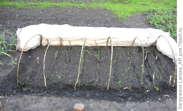 Апрельские посевы