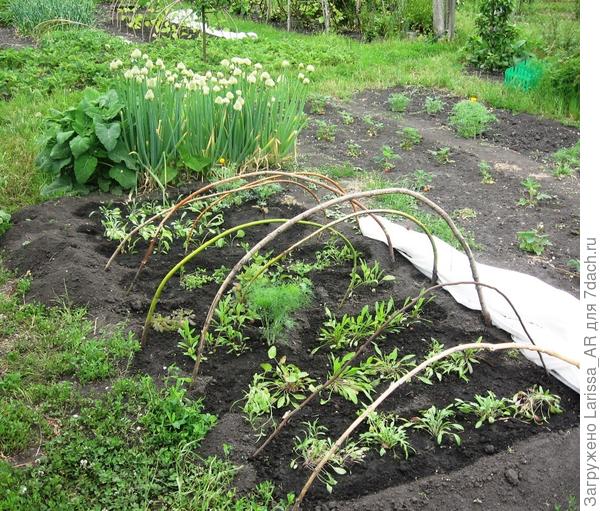 Одна из школок