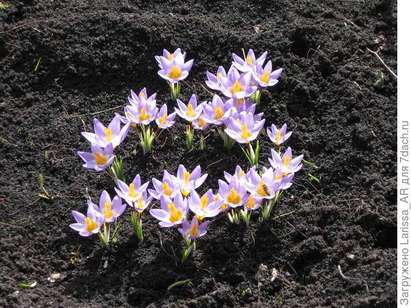 Первые крокусы