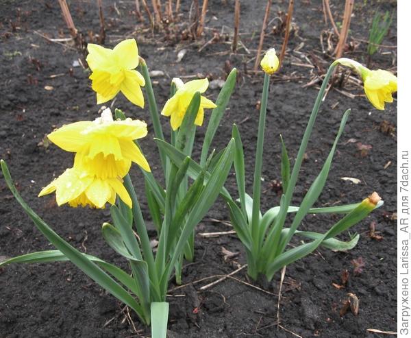 Нарцисс Карлтон