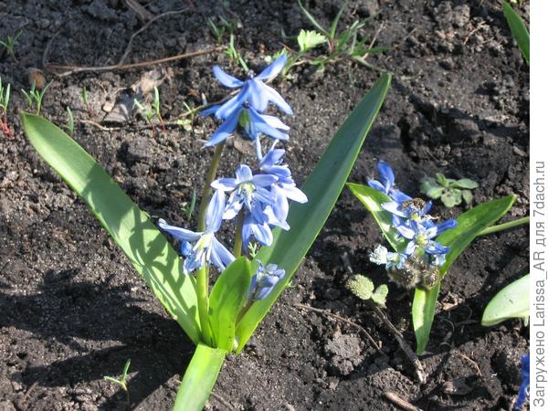 Сцилла Сибирская (Scilla siberica)