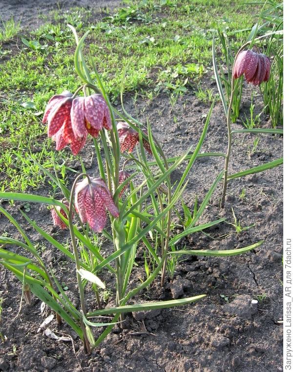 Рябчик мелеагрис (Fritillaria meleagris)