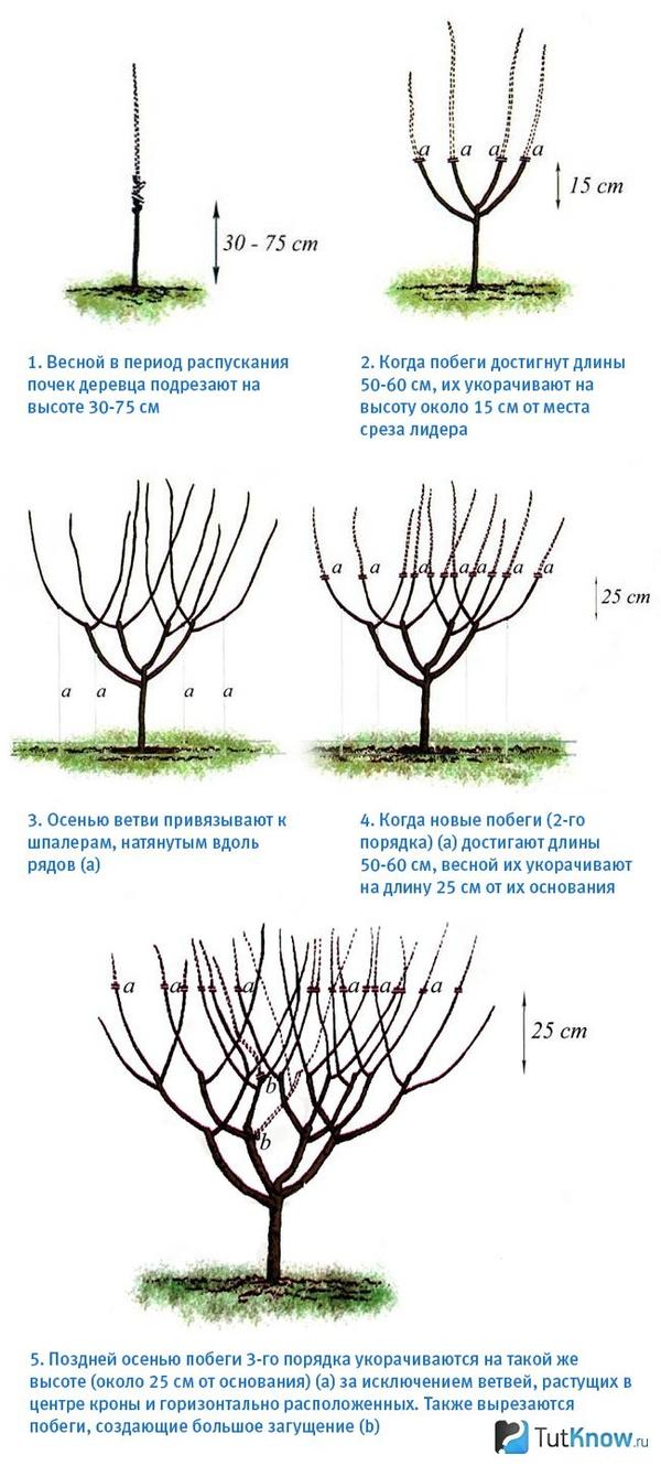 Как обрезать куст вишни весной схема для начинающих