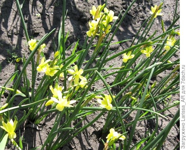 Нарцисс Хавера