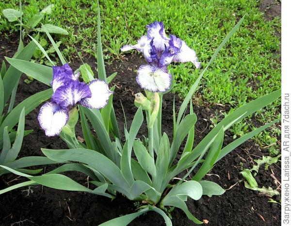 Ирис интермедиа Реа Эдишн (Iris Rare Edition)