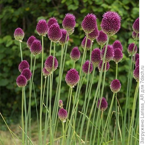 Аллиум Сфаероцефалон