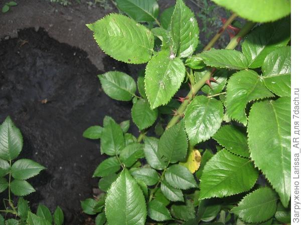 Первые признаки ЧП на розе, что-то рано в этом году((((