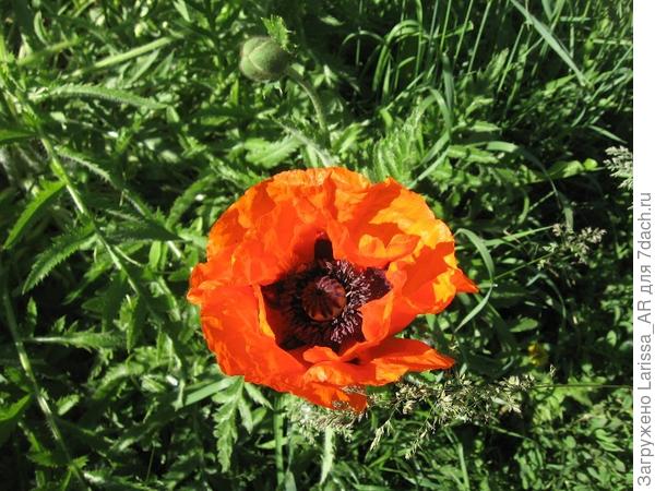 Распустился первый цветок многолетнего мака))