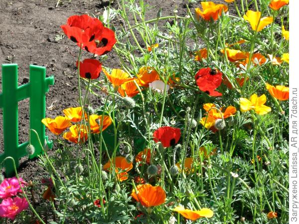 Разноцветная палитра. Красный - мак кавказский