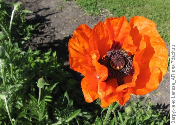 Мак восточный, многолетний