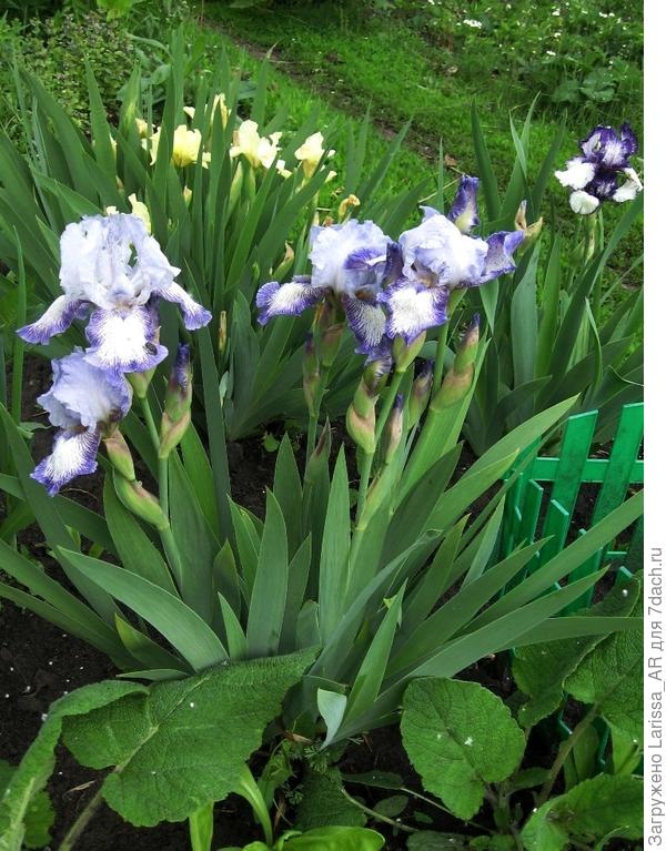 Ирис интермедиа Мистигри (Iris Mistigri)