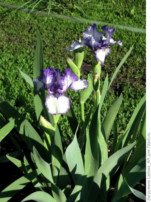 Ирис интермедиа Реа Эдишн (Iris Rare Edition)