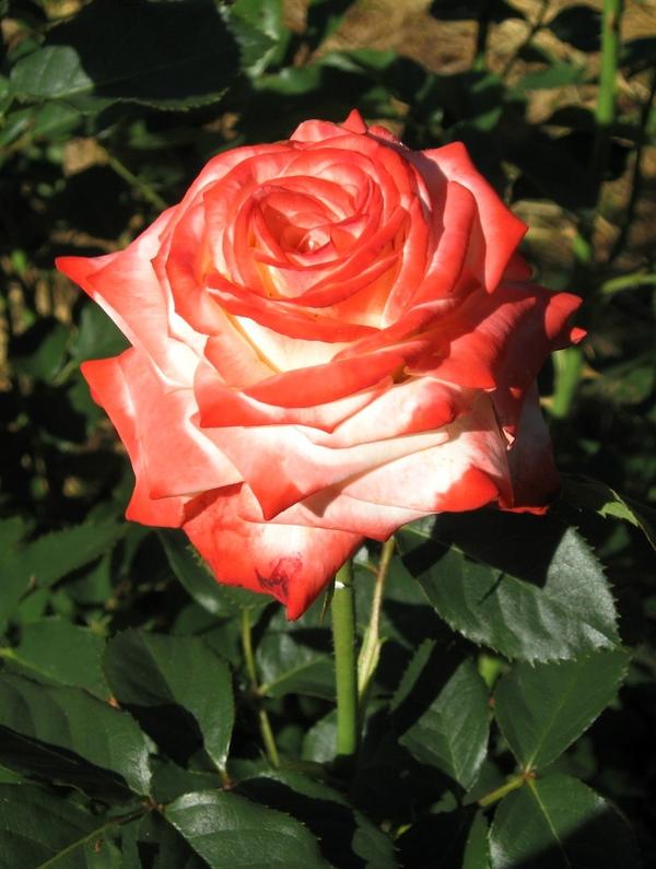 Кашмирская роза фото