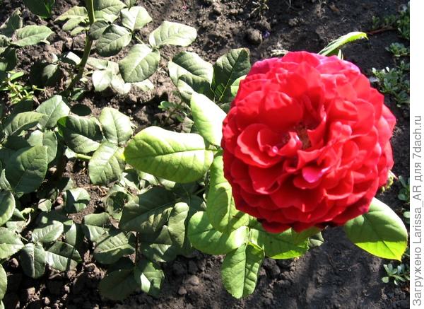 Графиня Астрид, только начинается вторая волна