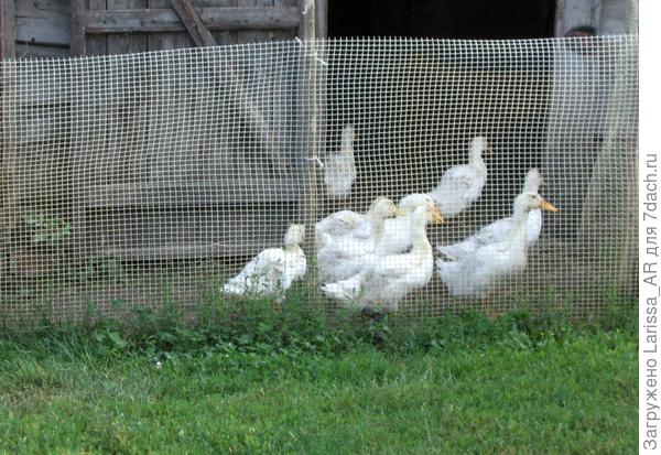 ...или ждут какую-нибудь вкуснятину - помидорчики, арбузики:-))