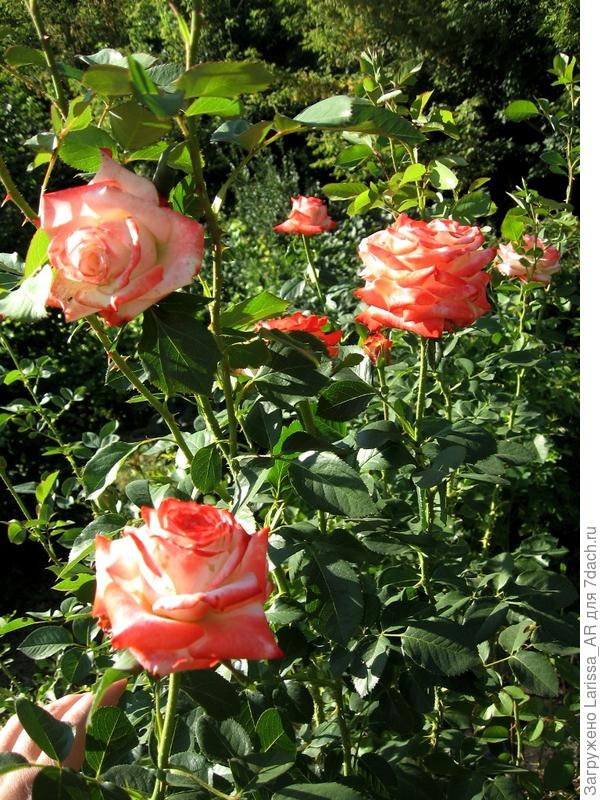 Императрица Фарах, второе цветение