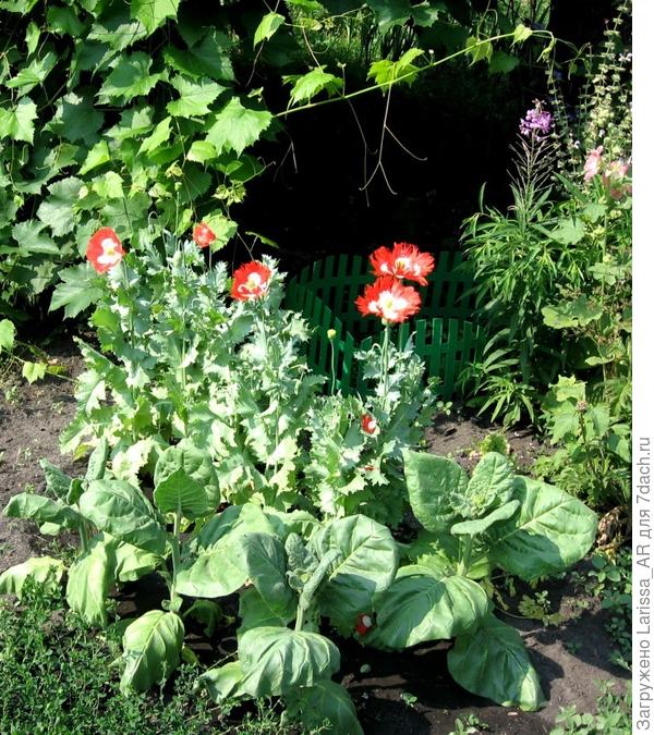 На фото под ногами у маков как раз мой табак растет