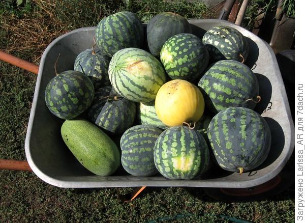 А это сегодня прикатила, одни из последних.