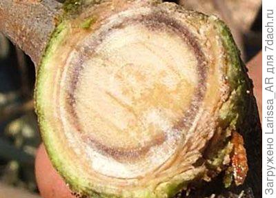 Срез стебля при вертициллезе