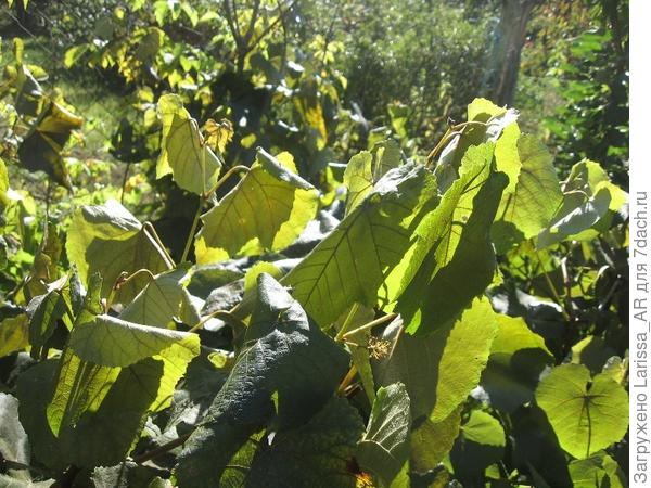 Укрывной виноград прихватило...